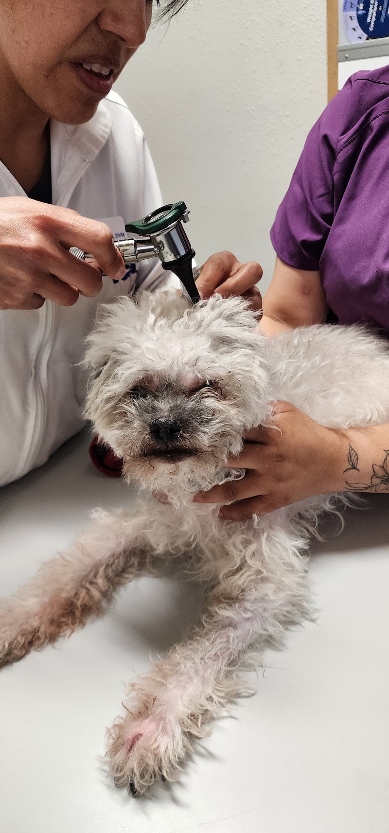 VCA Castle Hills Companion Animal Hospital