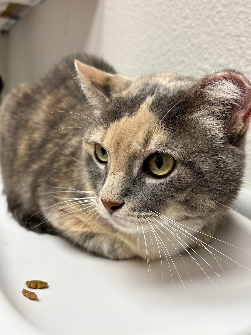 VCA Castle Hills Companion Animal Hospital