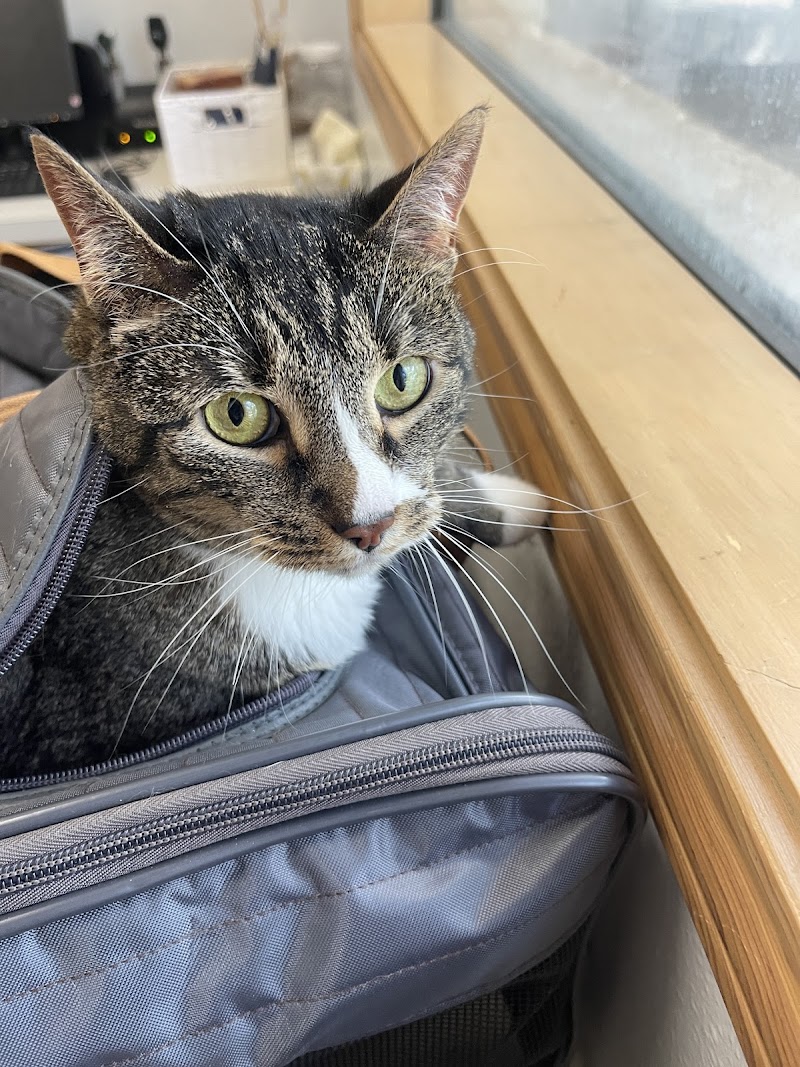 VCA Castle Hills Companion Animal Hospital