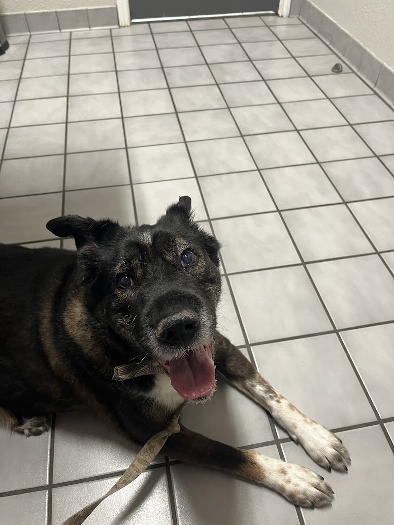 VCA Castle Hills Companion Animal Hospital