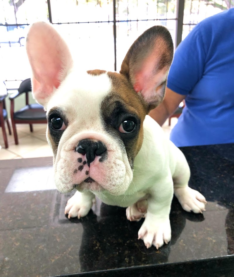 Miami Pet Clinic